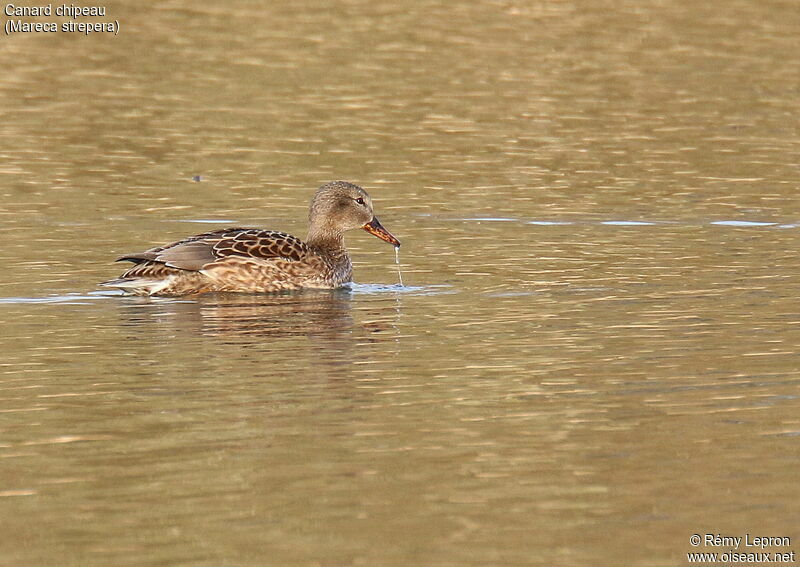 Canard chipeau femelle adulte