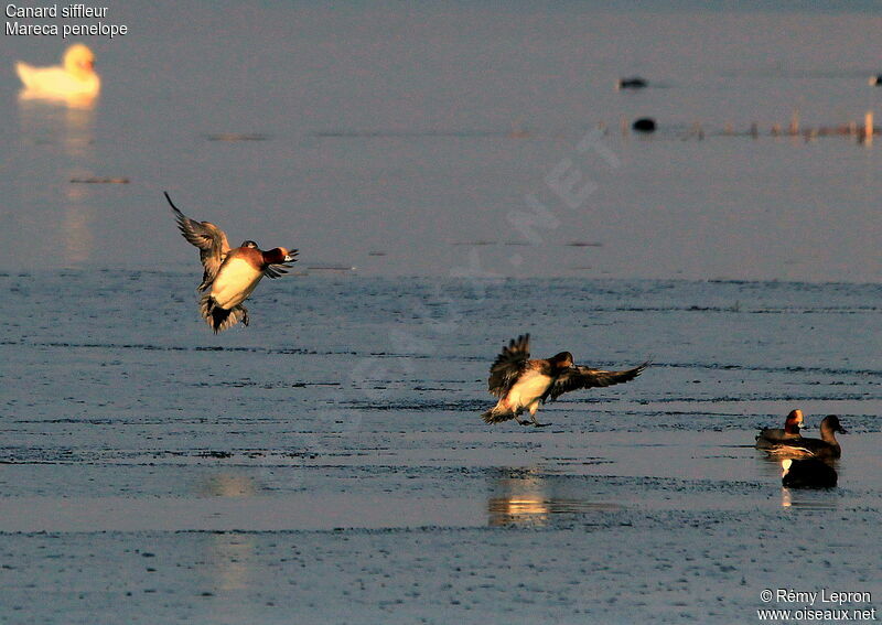 Eurasian Wigeon adult