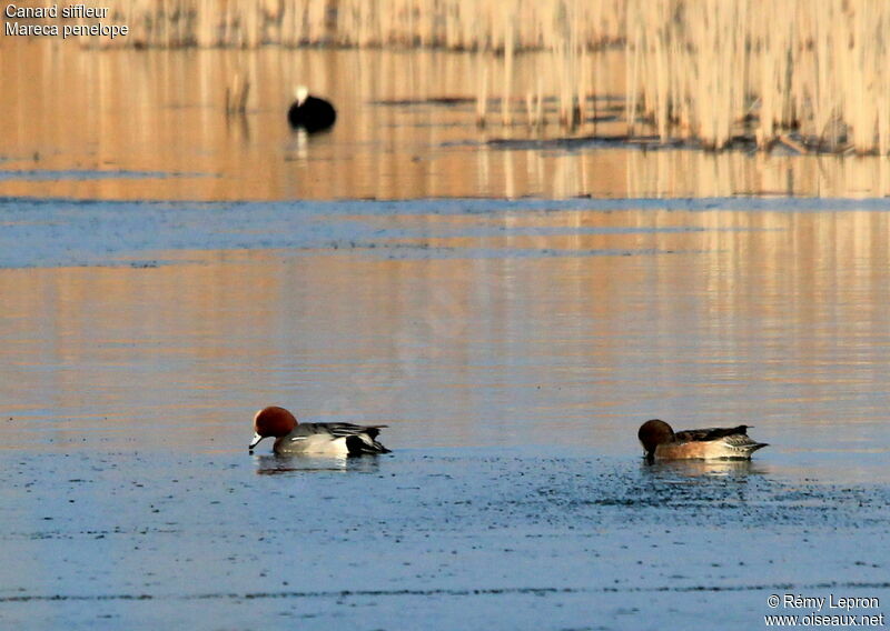 Eurasian Wigeon adult