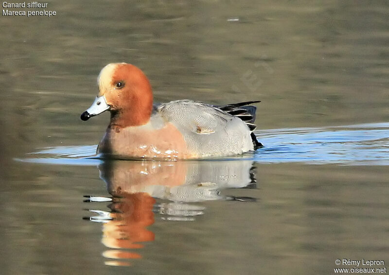 Eurasian Wigeon male adult