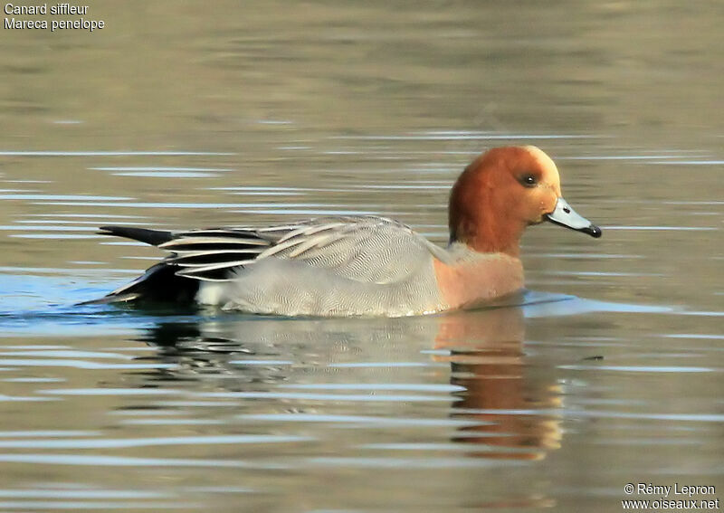 Eurasian Wigeon male adult