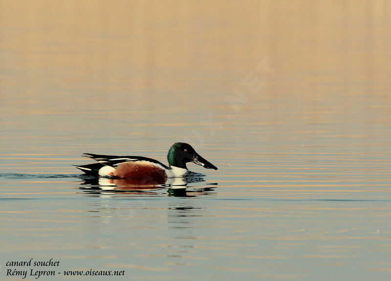 Northern Shoveler male