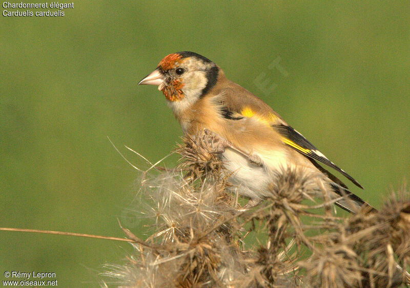 European Goldfinch