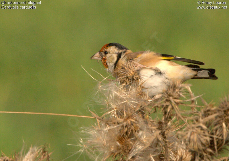 European Goldfinch