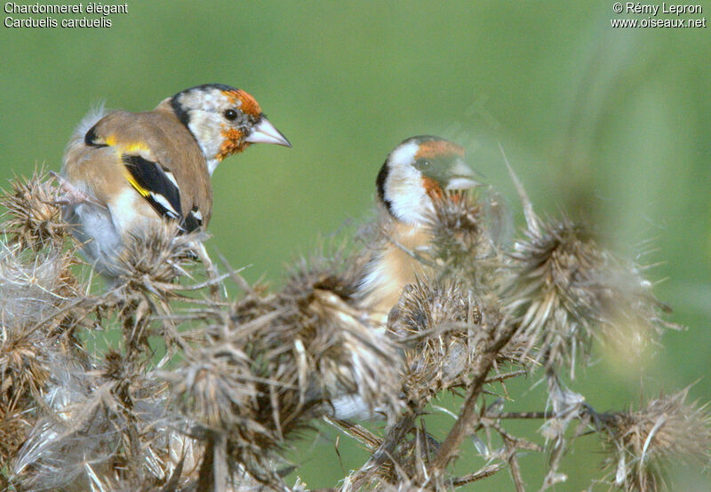 European Goldfinch