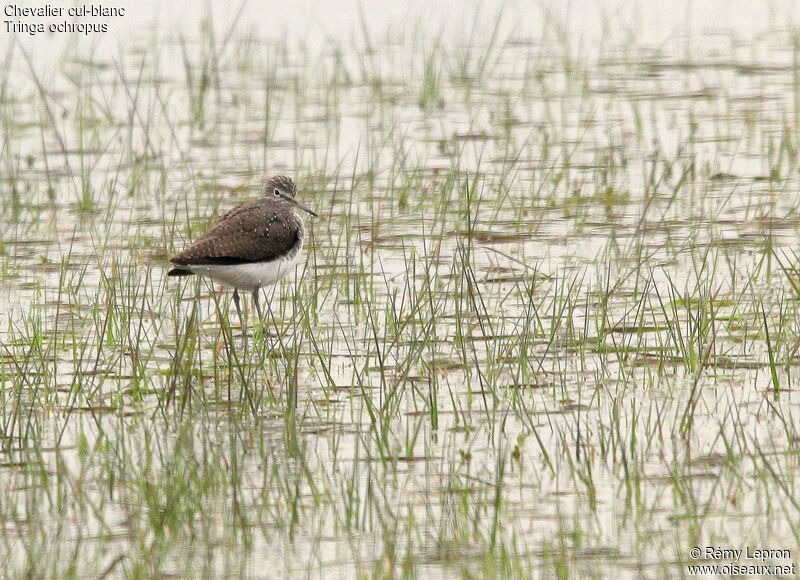 Green Sandpiper