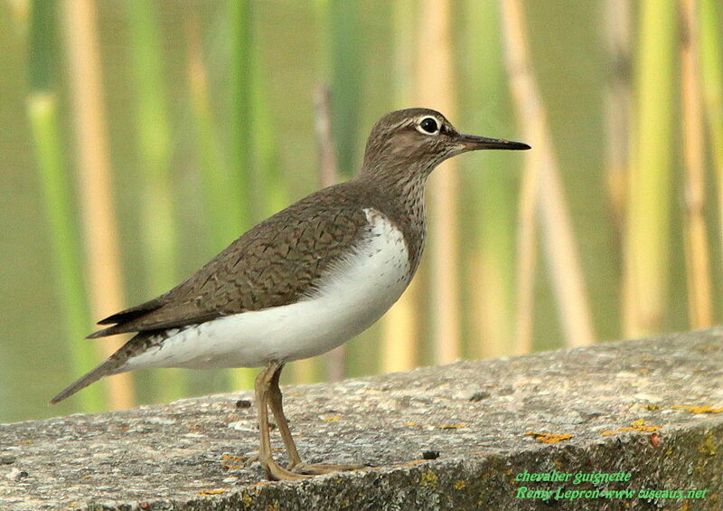 Common Sandpiper