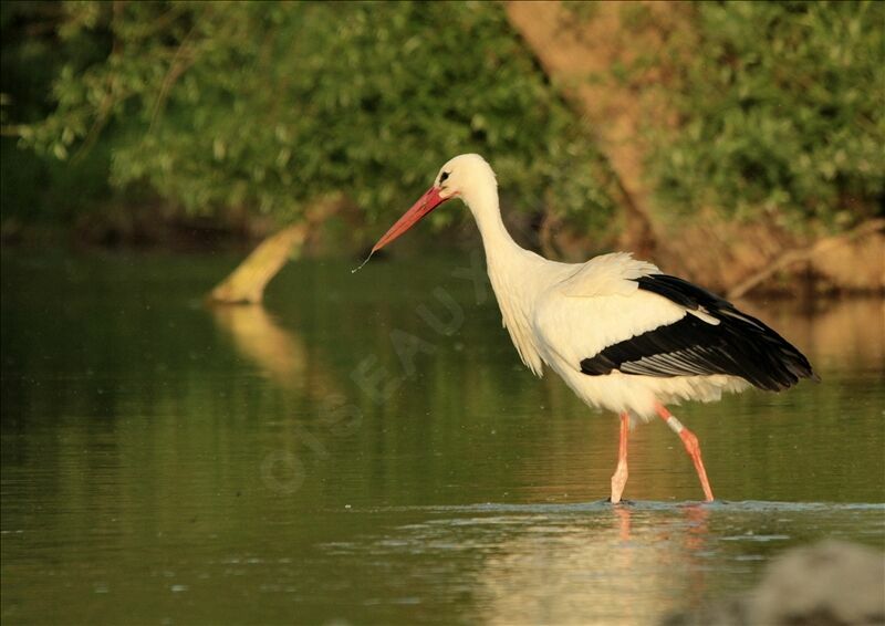 Cigogne blancheadulte