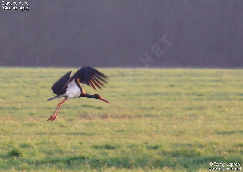 Black Storkadult breeding