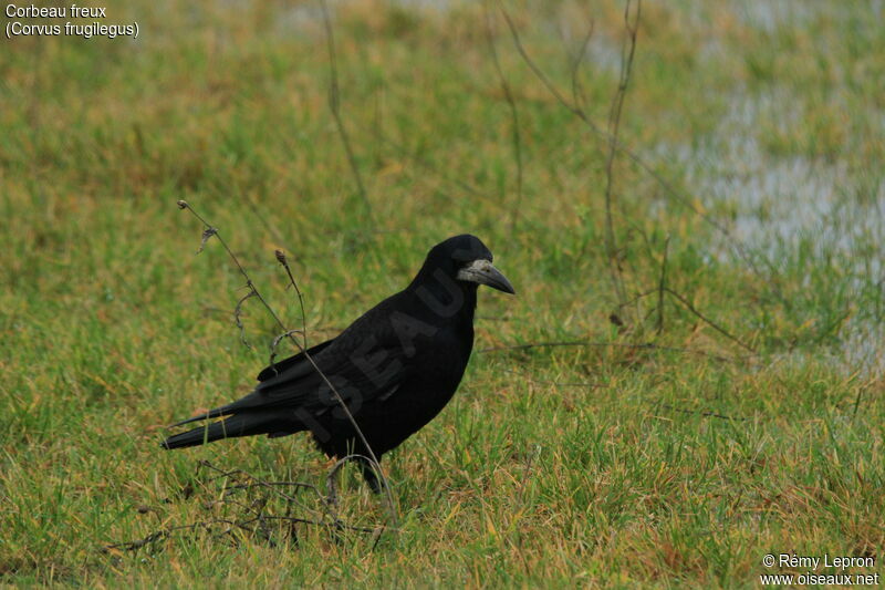 Corbeau freuxadulte