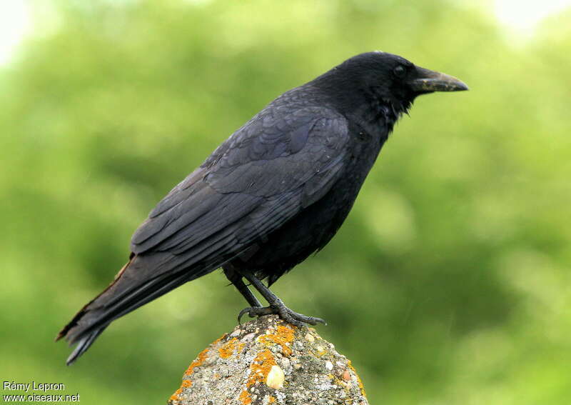 Carrion Crow