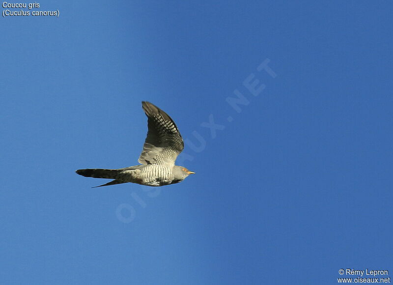 Common Cuckoo