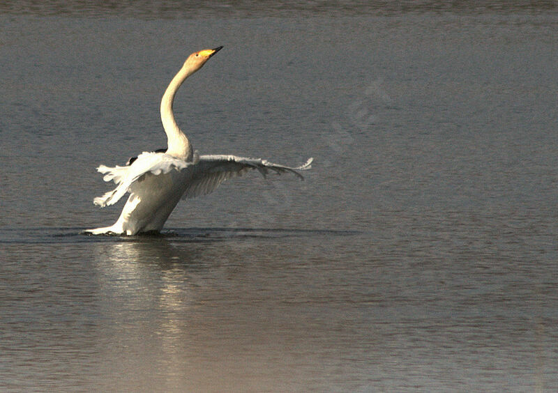 Cygne chanteuradulte