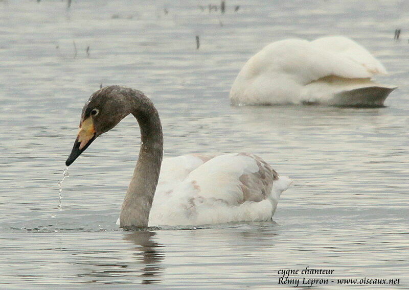 Whooper Swanimmature