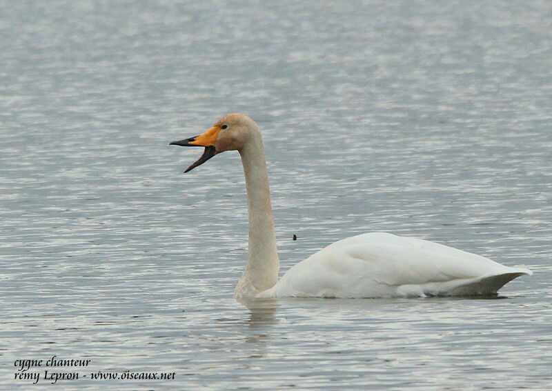 Whooper Swanadult