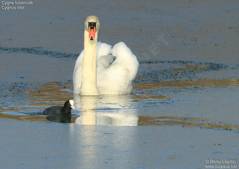 Mute Swanadult