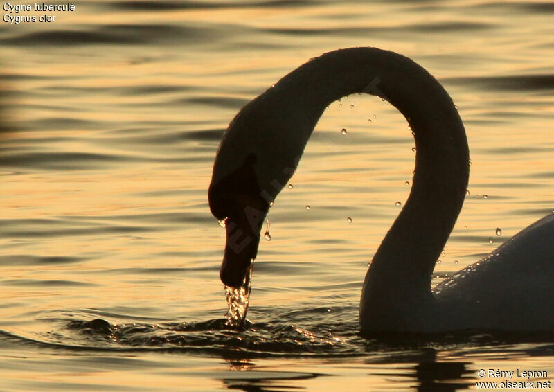 Cygne tuberculéadulte