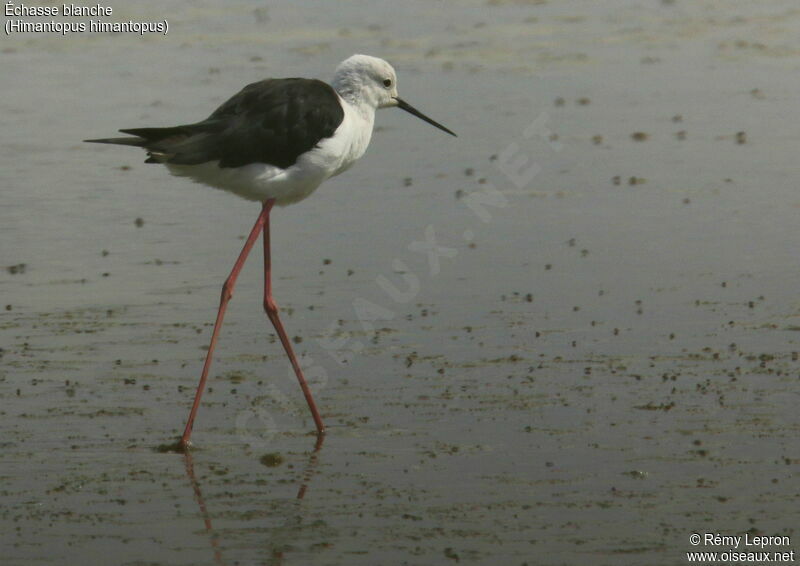 Black-winged Stiltadult