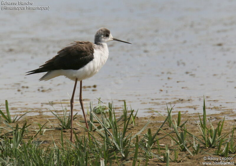 Black-winged Stiltimmature