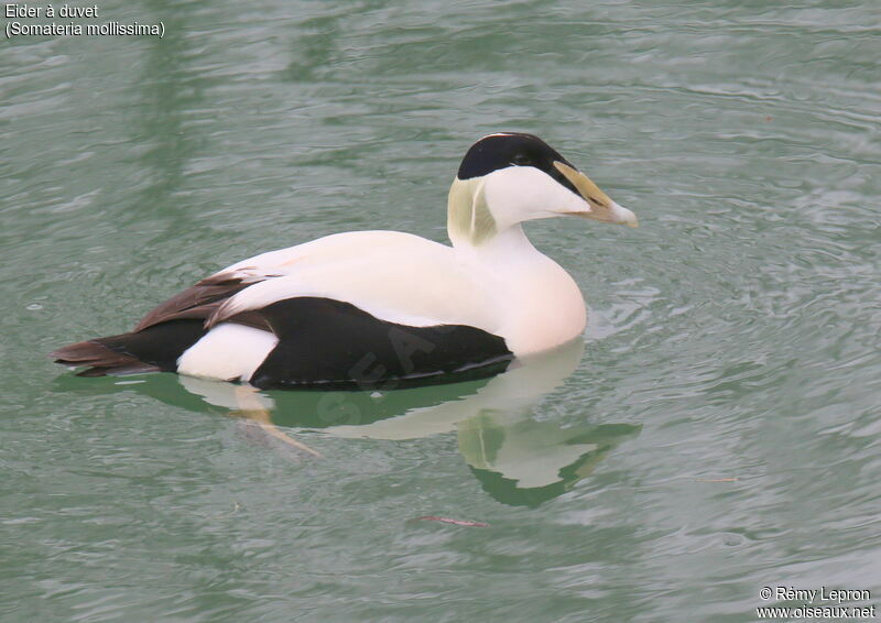 Common Eider male adult breeding