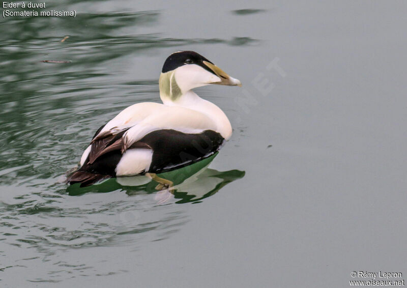 Common Eider male adult breeding