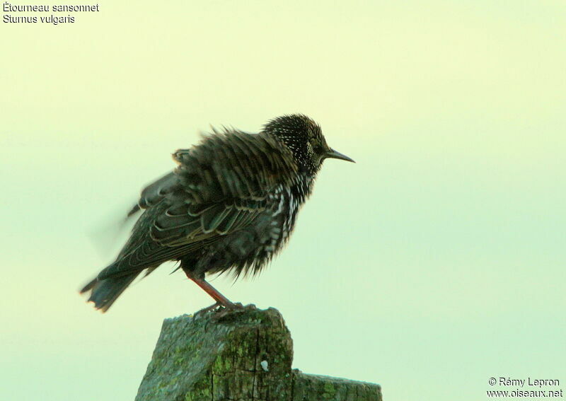 Common Starlingadult