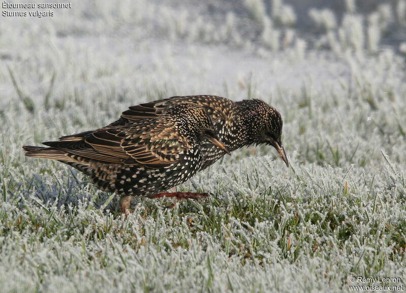 Common Starling