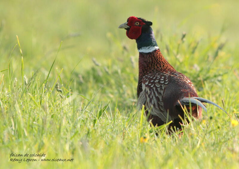 Common Pheasant