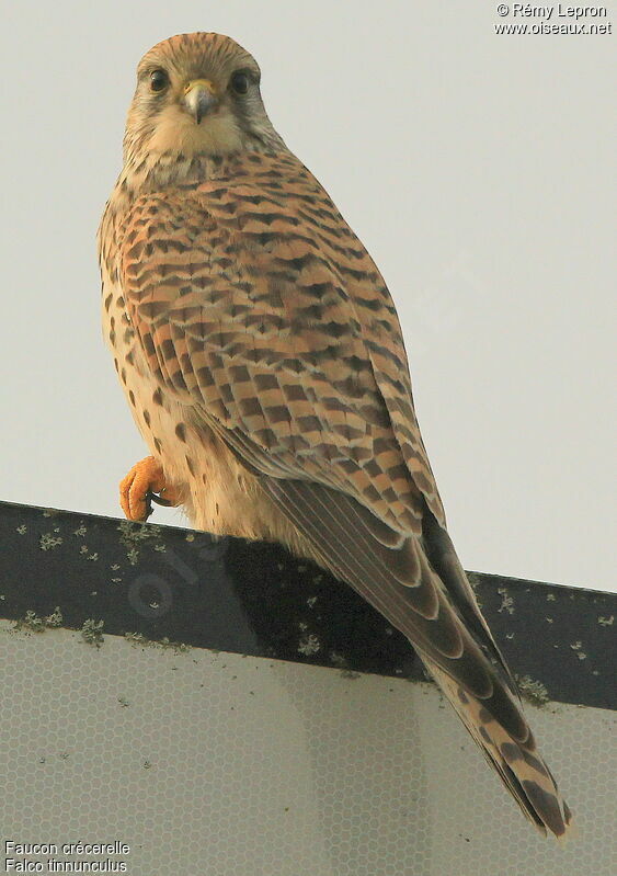 Common Kestrel female