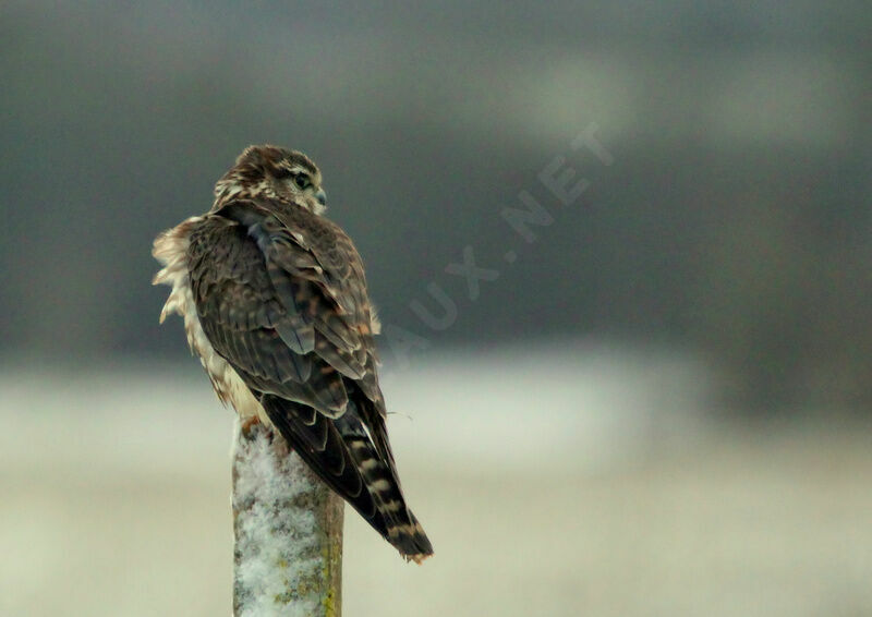 Merlin female adult