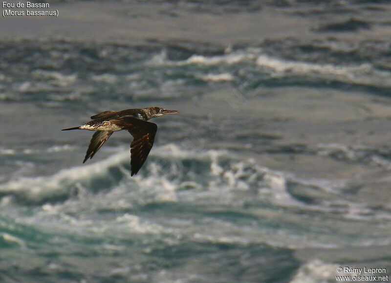 Northern Gannet