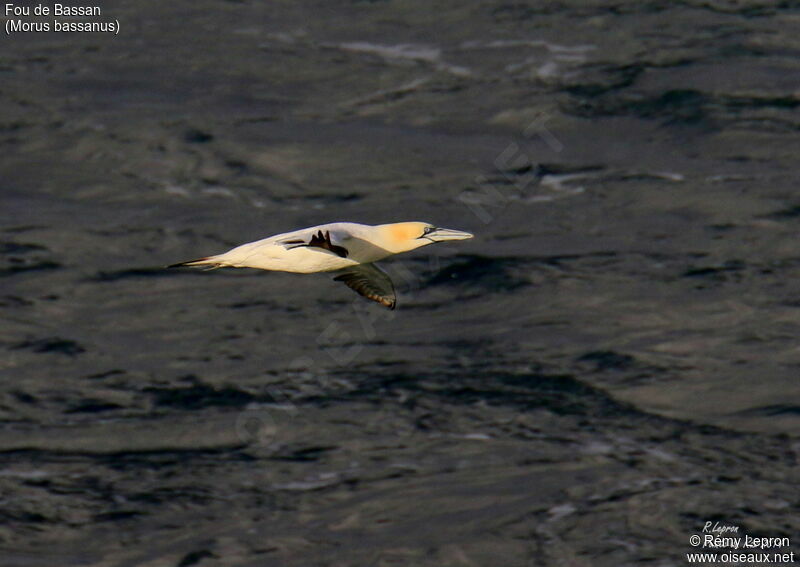 Northern Gannet