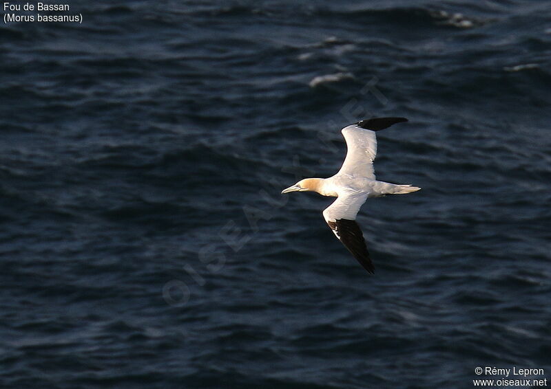 Northern Gannet