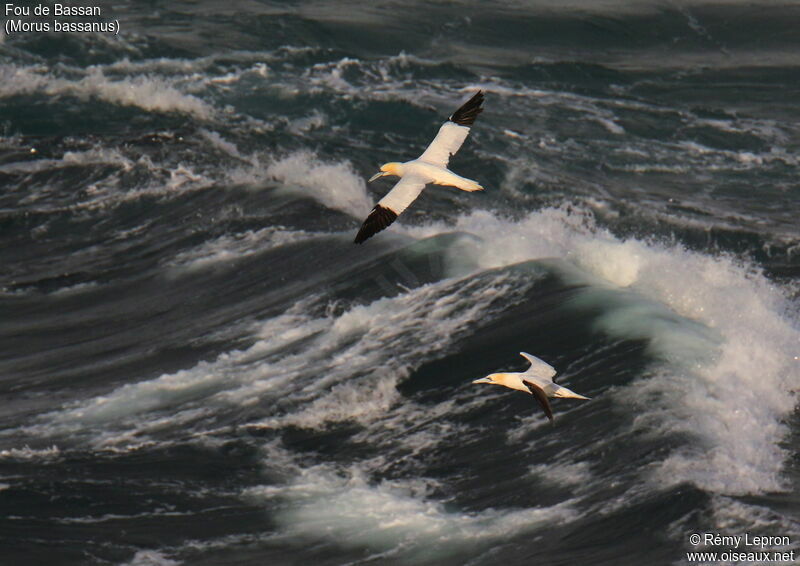 Northern Gannet