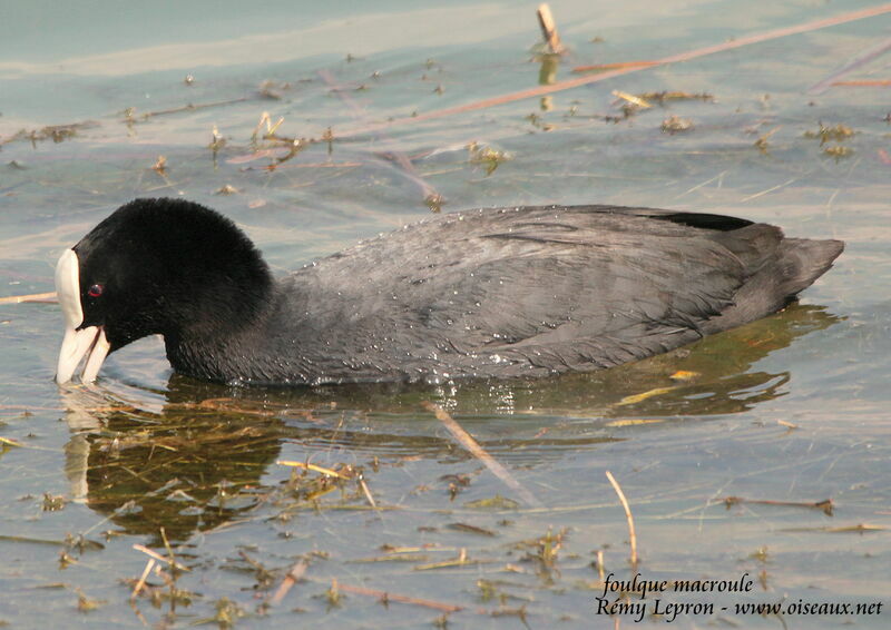 Eurasian Cootadult