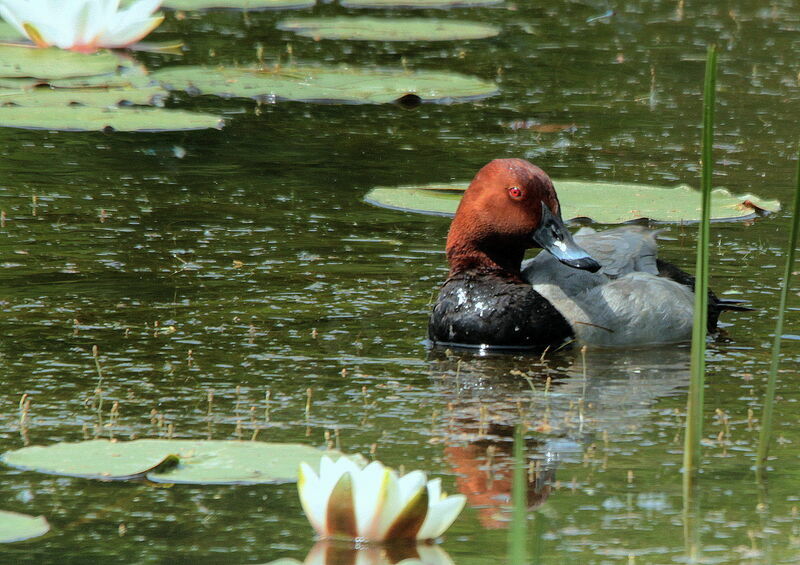 Common Pochard