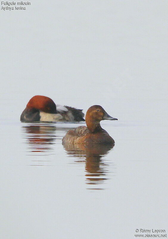 Common Pochard adult