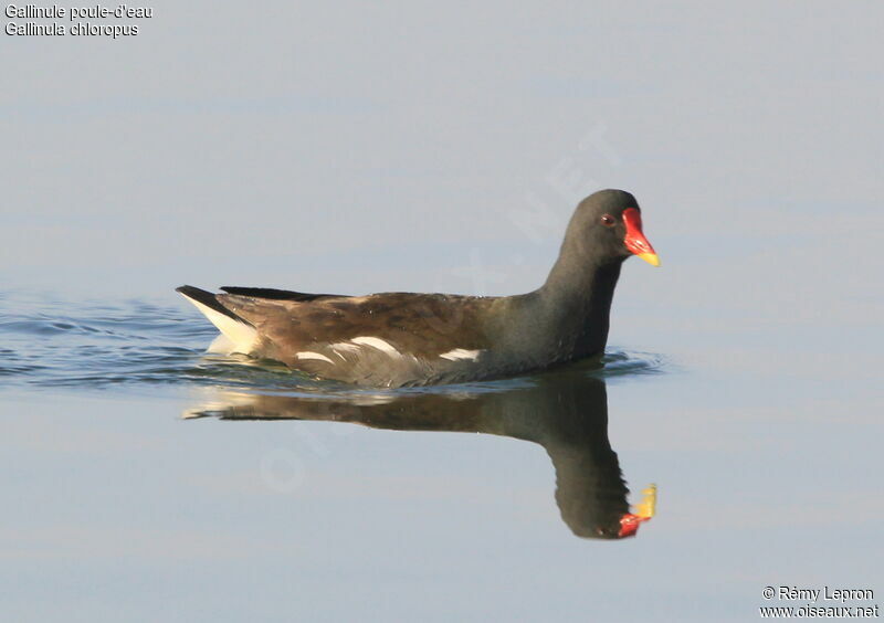 Gallinule poule-d'eauadulte