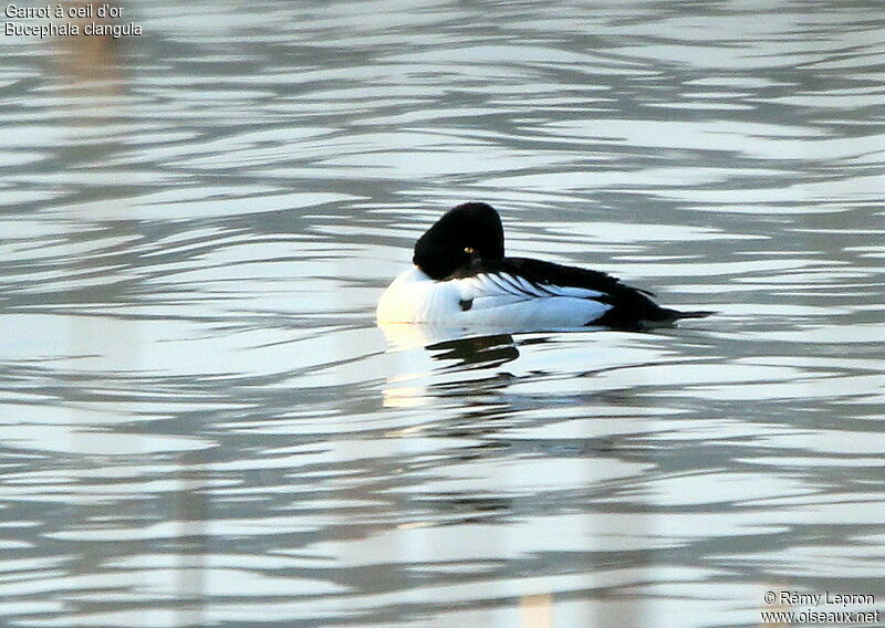 Common Goldeneye male adult