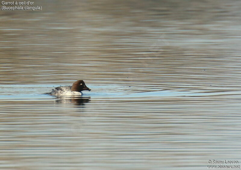 Common Goldeneye female adult breeding