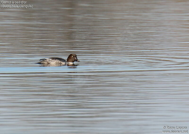 Common Goldeneye female adult breeding