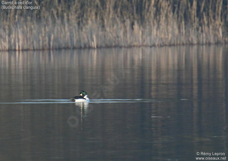 Common Goldeneye male adult breeding