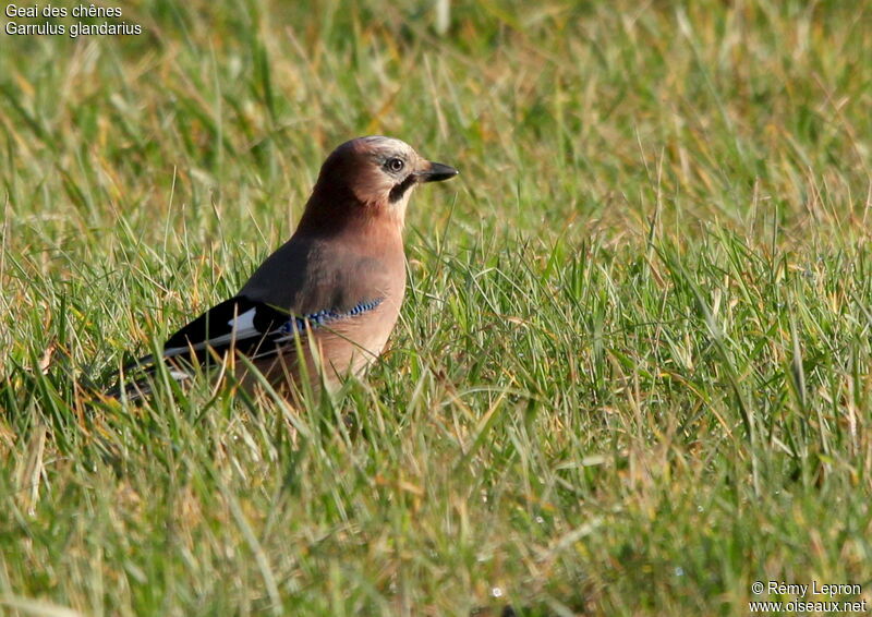 Eurasian Jay