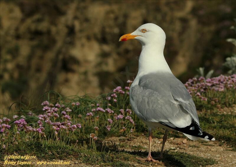 Goéland argenté