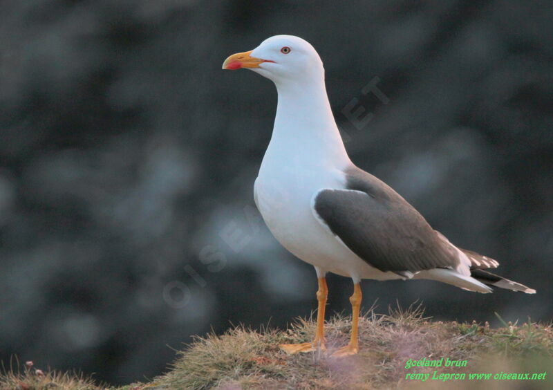 Lesser Black-backed Gull