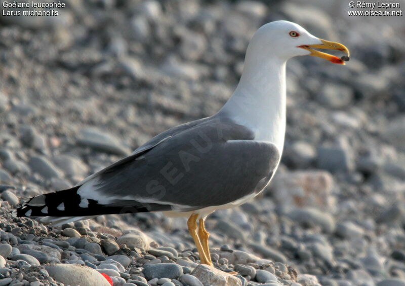 Goéland leucophéeadulte