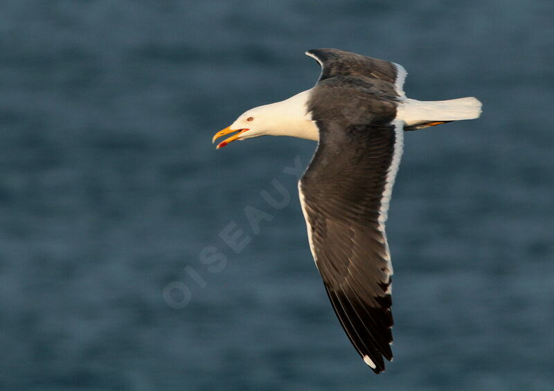 Great Black-backed Gulladult