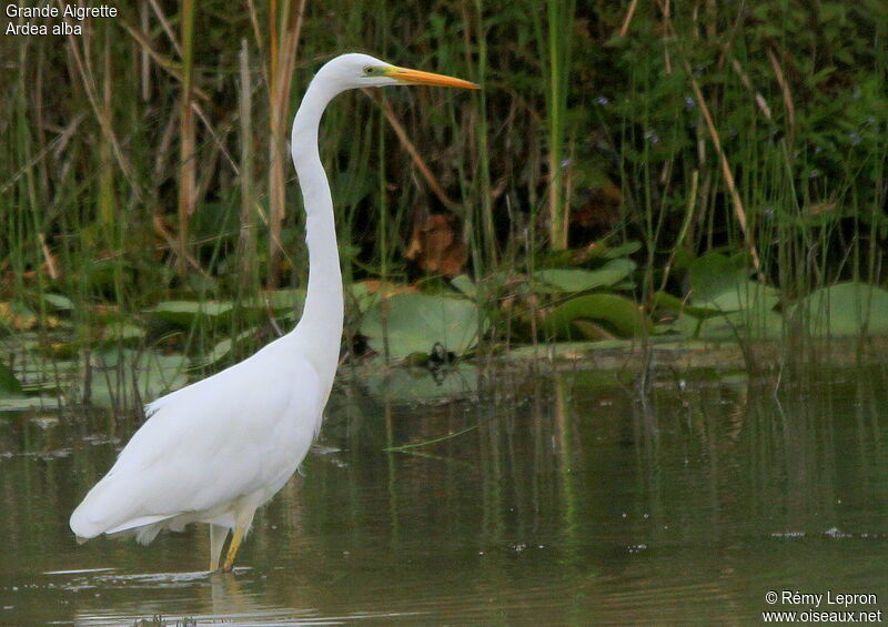 Great Egretadult