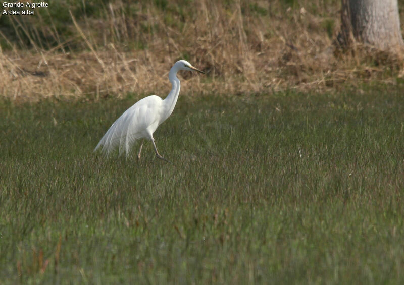 Great Egret