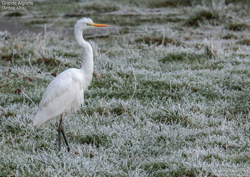 Great Egretadult